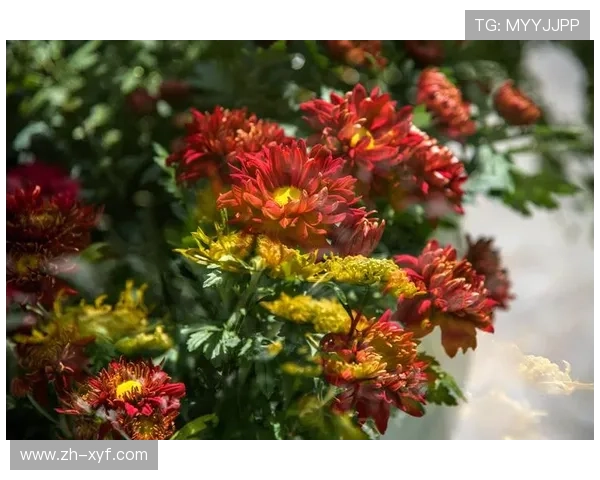 优发客户端丰富的游戏资源，满足不同玩家的多样化需求，尽享娱乐盛宴